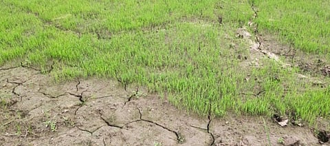 Cracks in a paddy field in Odisha due to lack of rainfall. Photo: Ashis Senapati