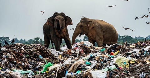 A herd of 40 wild elephants at Ampara in east Sri Lanka is totally dependent on garbage from tractors. Photo by Tharmapalan Tilaxan, CC BY-SA 4.0, via Wikimedia Commons