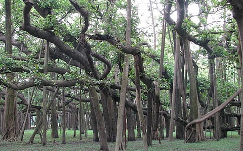 The Great Banyan in the Acharya Jagadish Chandra Bose Indian Botanic Garden in Howrah, West Bengal. Photo: Wikimedia Commons