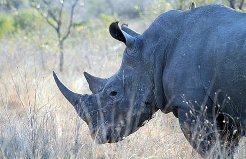 Kenya’s first wildlife census report: 5 species critically endangered