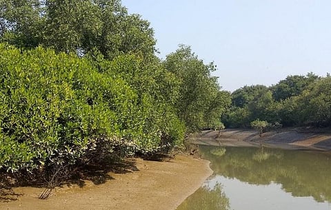 Bhitarkanika's mangrove forests. Photo: Ashis Senapati