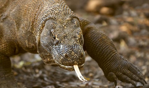 The Komodo dragon is now endangered according to the latest IUCN Red List. Photo: Wikimedia Commons