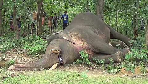 Jumbo graveyard: Odisha registers 282 elephant deaths since 2018
