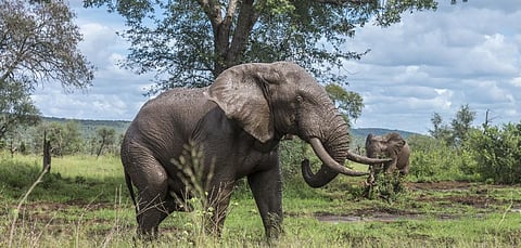 Human-driven speciation: A peek into how we may alter the morphology of African elephants