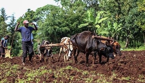 Africa’s green revolution initiative has faltered: Why other ways must be found