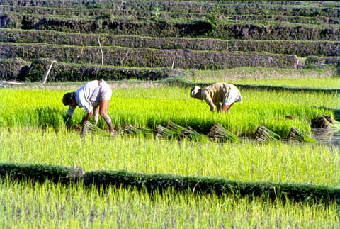 अंतिम पड़ाव पर पहुंचा खरीफ सीजन, धान-दलहन का रकबा घटा