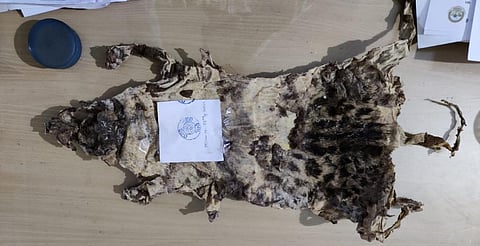 The leopard skin seized near Similipal Tiger Reserve. Photo: Ashis Senapati