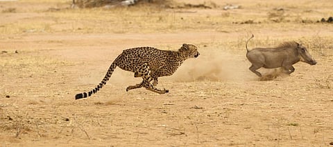 A cheetah chases a warthog in South Africa. Photo: istock