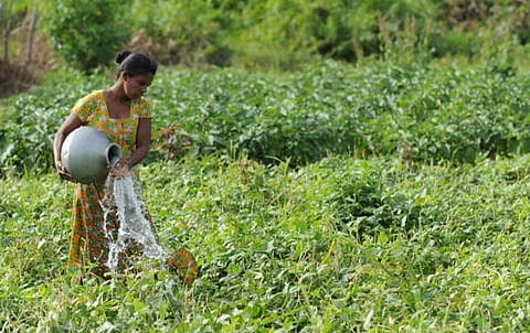 Sri Lanka’s organic farming crisis: Learning from failures
