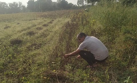 नीमच के किसान भारत राठौर अपनी फसल देखते हुए। फोटो: शुचिता झा