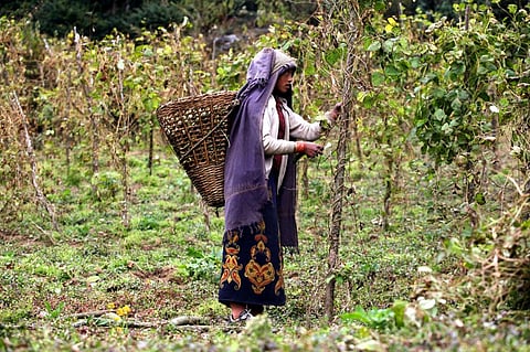 United Nations Food Systems Summit: Need to transform food systems, say experts