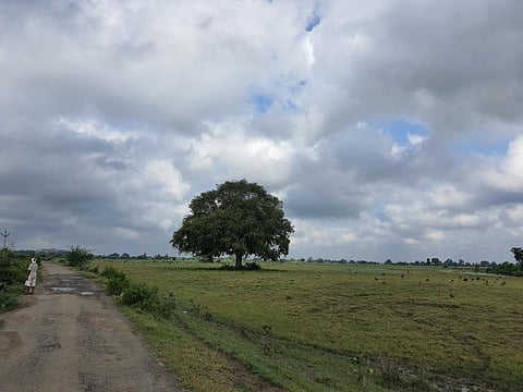 बांदा जिले के बसहरी गांव में दूर-दूर तक खेत खाली पड़े हैं। खेतों में घास और खरपतवार के अलावा कुछ नजर नहीं आ रहा। फोटो : भागीरथ