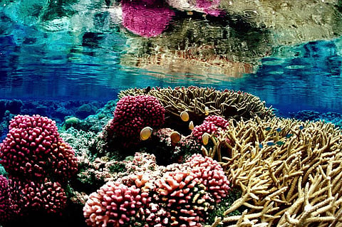 Climate change: 14% coral reefs lost since 2010, says study