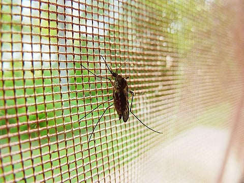 Malaria vaccine: India needs it too, say experts