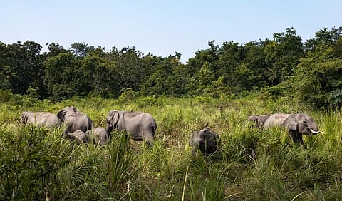 A herd of elephants in Assam’s Manas National Park. Photo: istock