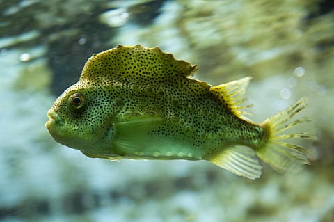A test to diagnose psychopaths can help identify fish behaviours that could benefit aquaculture