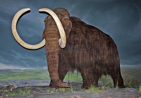 Scientist George Church estimates that it will take at least six years for the first generation of mammoth-elephant hybrids to be ready. Photo: Wikimedia Commons