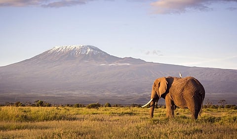 An elephant grazes in the shadow of Mount Kilimanjaro. Photo: istock