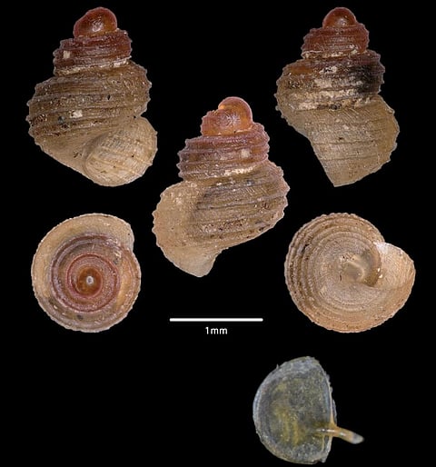 Georissa mawsmaiensis, discovered by Nipu Kumar Das and NA Aravind