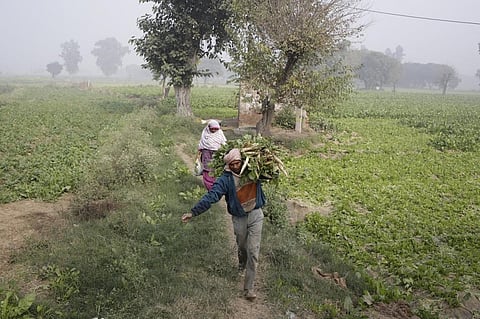 Global agricultural productivity not growing as fast as food demand: Report