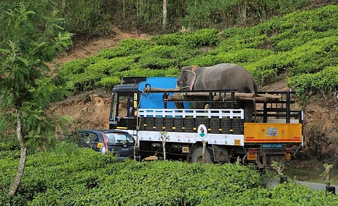 Representative photo of an elephant being transported on a truck. West Bengal forest guards rescued two Arunachal Pradesh elephants being trafficked to Gujarat October 24. Photo: istock