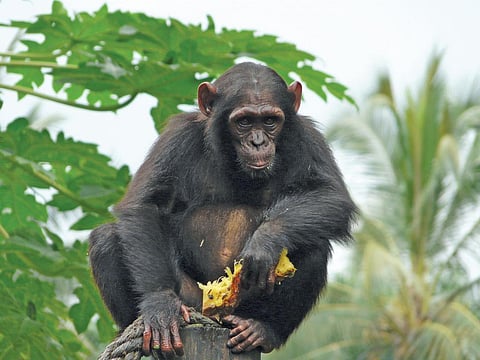 More humans means less Great Apes, says first pan-African assessment