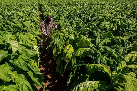 Lessons from Zimbabwe’s tobacco farmers for the COP26 climate change talks