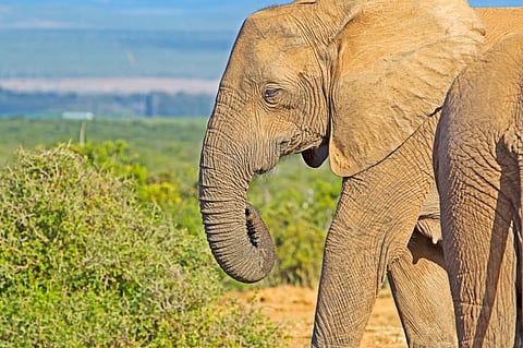 Intensive poaching led to more tuskless female elephants in Mozambique’s Gorongosa National Park