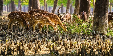 A herd of Chital (Axis deer) in the Sundarbans. Photo: istock