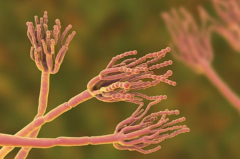 Penicillin can prevent latent rheumatic heart disease from progressing in children: Study