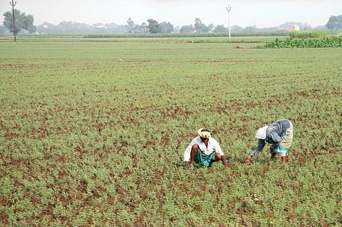 How 4 school girls are trying to get Andhra farmers to practise natural farming