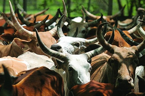 Antimicrobial Awareness Week 2021: Antibiotic use trends in Mozambique’s veterinary sector and efforts to contain it