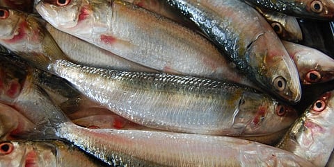 Antimicrobial Awareness Week 2021: Some possible solutions to reduce antibiotic dependence in aquaculture