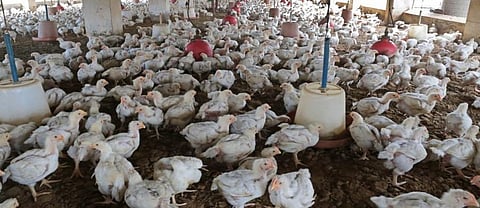 Antimicrobial Awareness Week 2021: Zoonoses as a driver for antimicrobial resistance