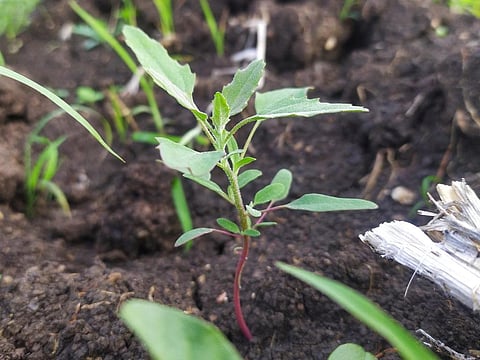 Value in the weed: Profit potential of green and leafy bathua
