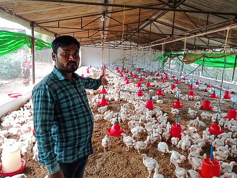 Antimicrobial Awareness Week 2021: What are herbal alternatives for antibiotics in dairy and poultry?