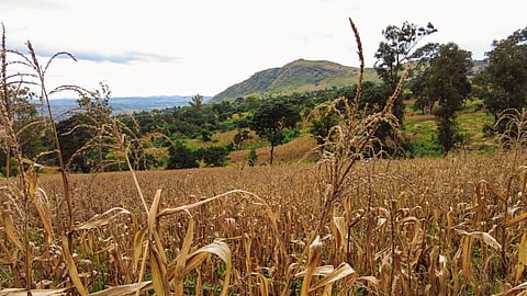 Need to make agri-food systems resilient to address food security: SOFA 2021