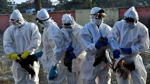 Bird flu confirmed in Sambhar, 80 birds dead in 5 days