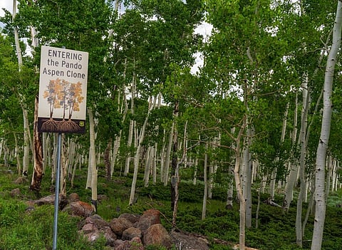 The world’s largest organism is slowly being eaten by deer