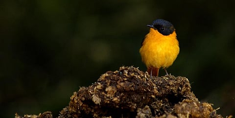 A black-and-orange flycatcher. Photo: istock