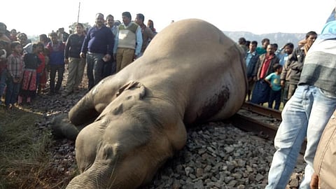 Elephants continue to die: CAG slams forest department, railways in its audit