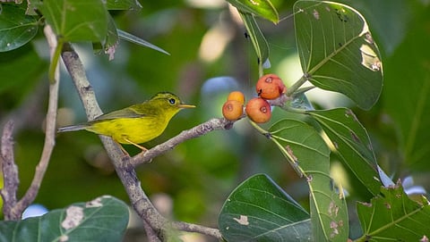 Green crowned warbler is a rare finding in the Eco Park grassland. Photo: Anupam Pal