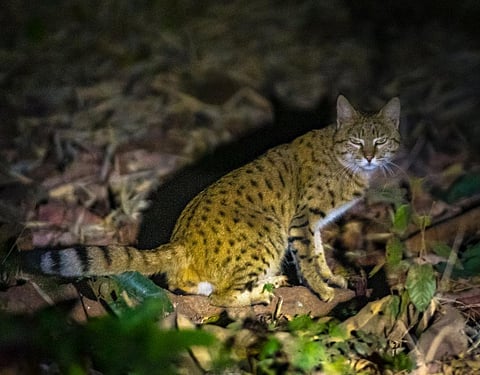 The Indian desert cat was photographed by a tourist during a night safari December 14, 2021. Photo: Rupesh Kukade
