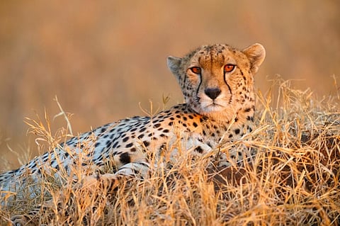 Omicron: India will not get African Cheetahs this year