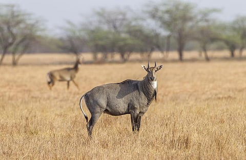 Bihar plans to sterilise, not cull, nilgais