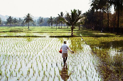 ICAR to research on, demonstrate and promote natural farming