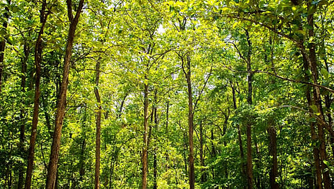 Madhya Pradesh has the largest forest cover in India currently while states in the North East have the highest percentage of forest cover, according to the Forest Survey of India. Photo: istock