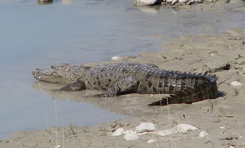 A mugger crocodile in Iran. Photo: Asghar Mobaraki