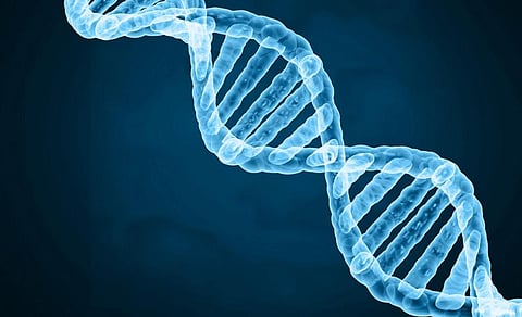 A haplotype is defined as a group of DNA variants inherited together because of how similar they are. Photo: istock