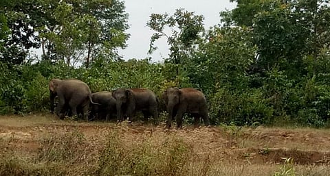 Human-elephant conflict has been raging during the last six weeks across all elephant-range districts of Odisha, with more elephants entering villages in search of food. Photo: Ashis Senapati